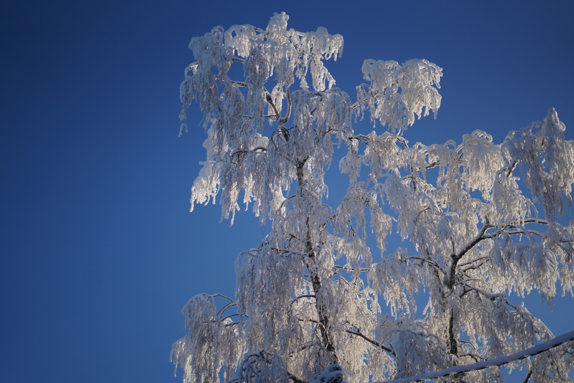 Winter
